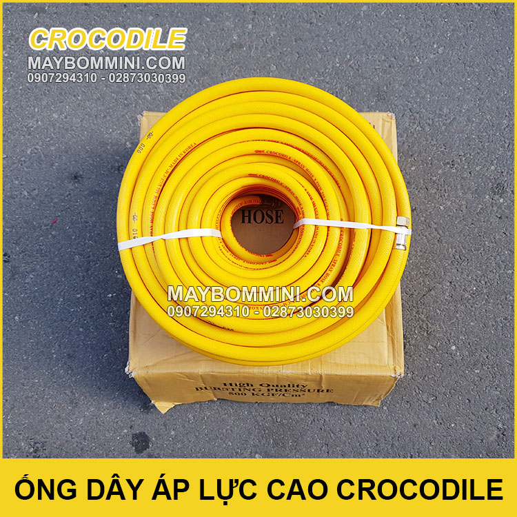Ong Ap Luc Cao Crocodile